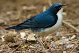 blauwe nachtegaal