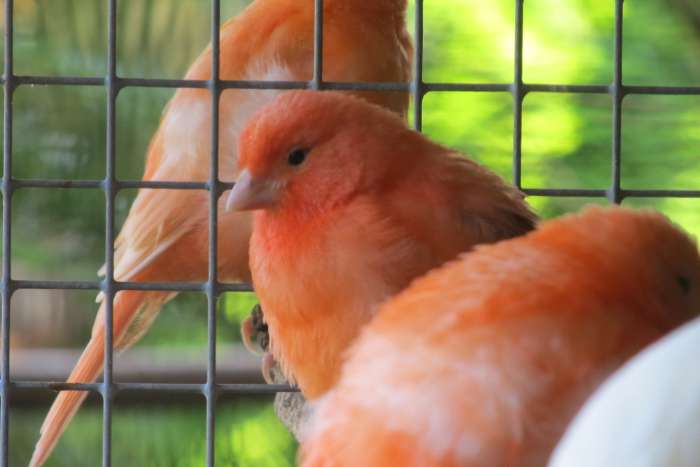 rode en harlekijn kanarie's