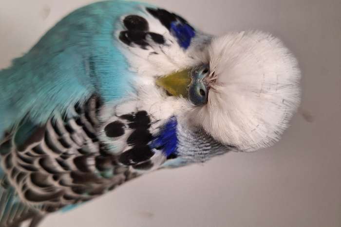 mooi engelse grasparkieten van duitse kweker meerdere koppels