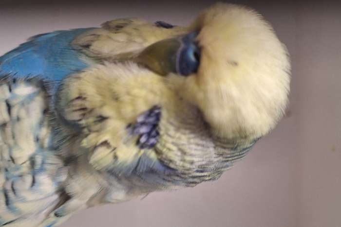 mooi engelse grasparkieten van duitse kweker meerdere koppels