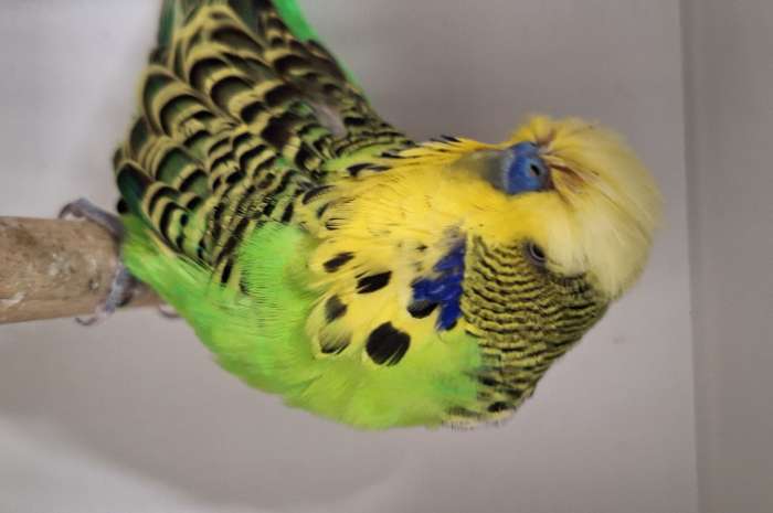 mooi engelse grasparkieten van duitse kweker meerdere koppels