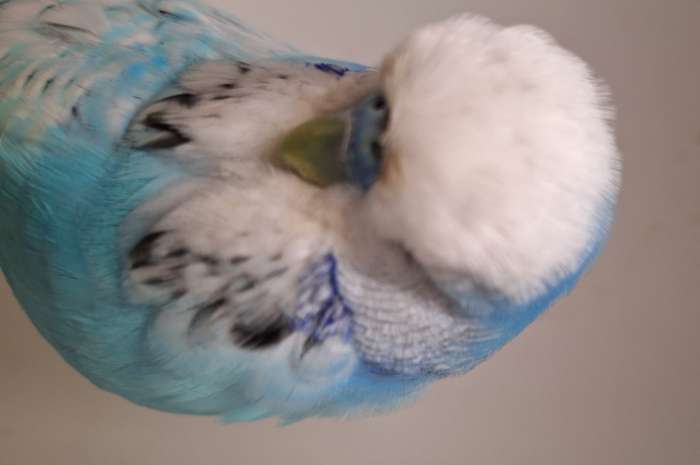 mooi engelse grasparkieten van duitse kweker meerdere koppels