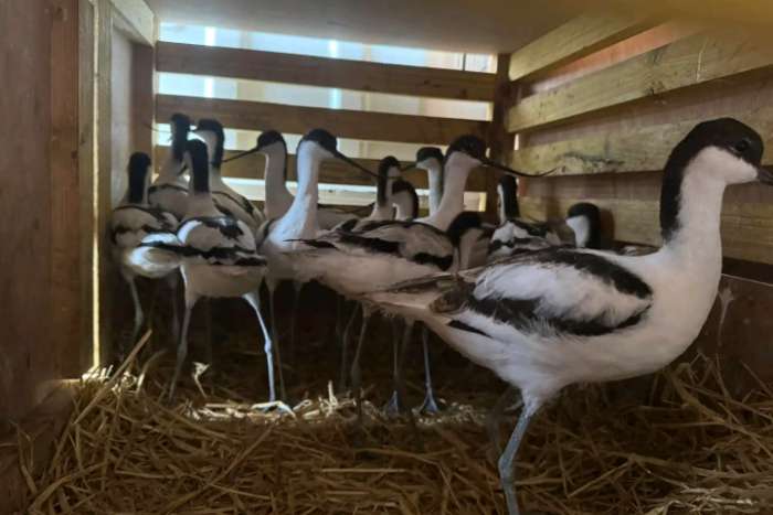 pied avocet