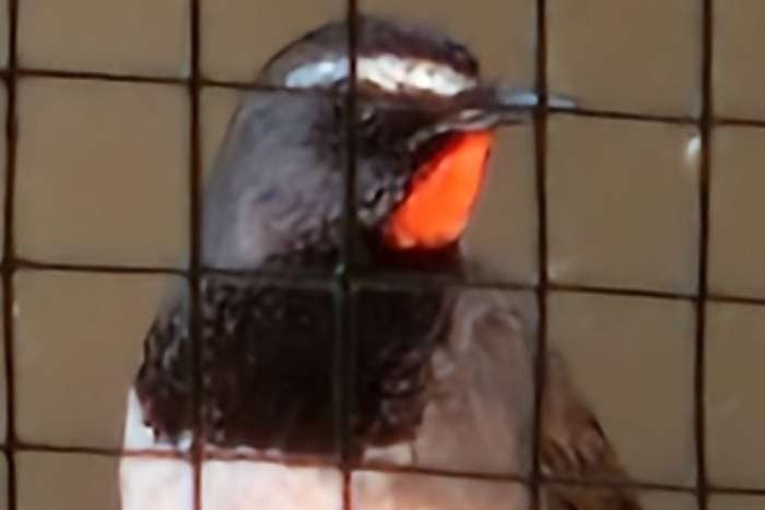 calliope/luscinia pectoralis