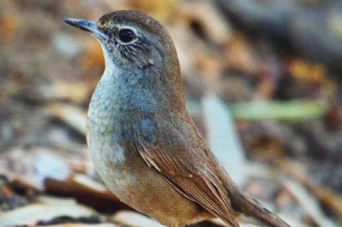 calliope/luscinia pectoralis