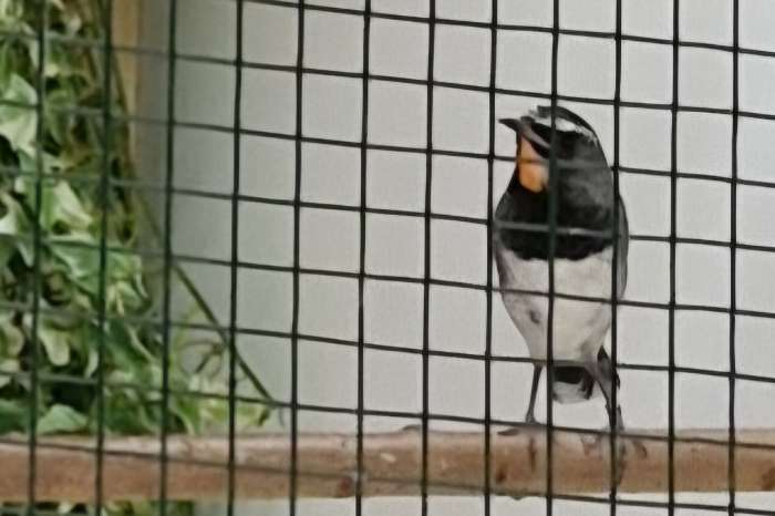 calliope/luscinia pectoralis