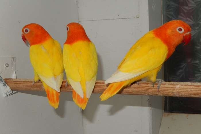 drie lutinoopaline poppen