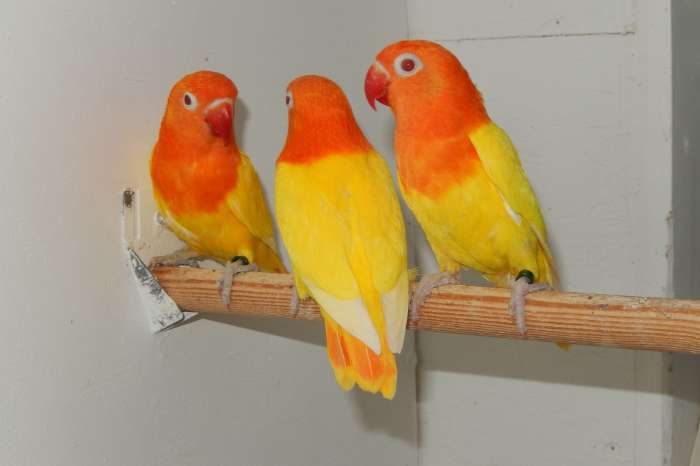drie lutinoopaline poppen