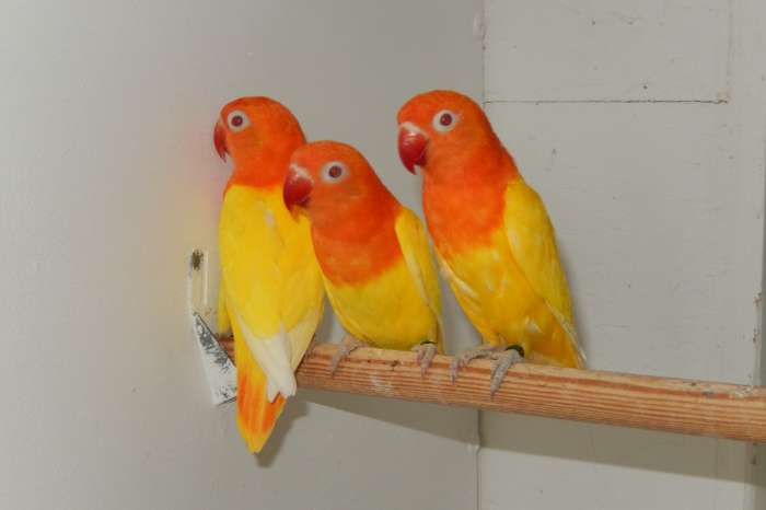 drie lutinoopaline poppen
