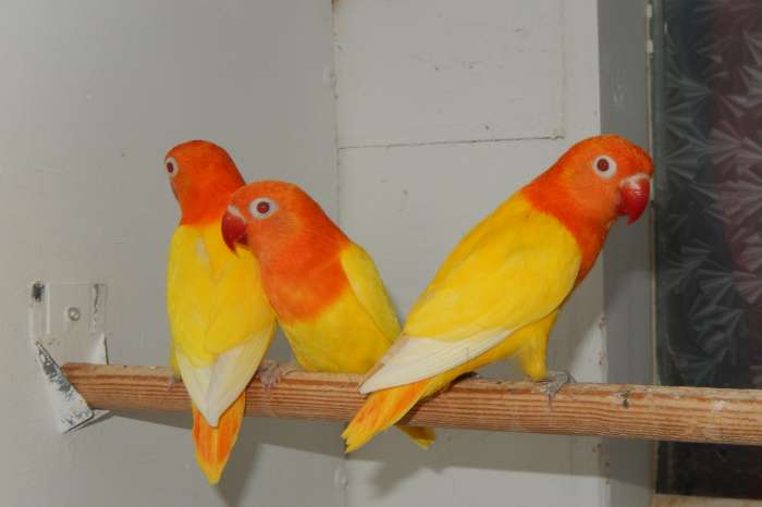 drie lutinoopaline poppen