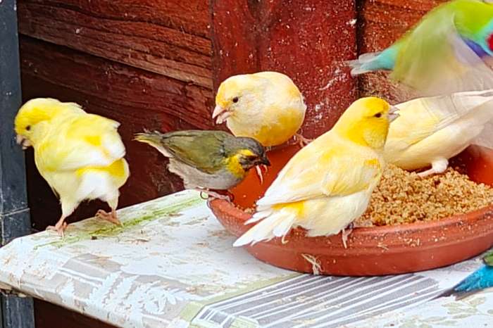 6 gele kanaries