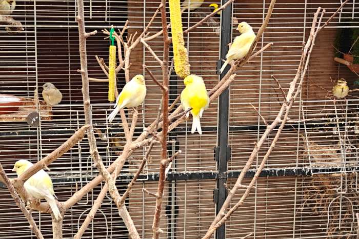 6 gele kanaries