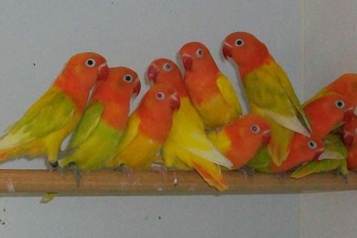 opaline fischerie .