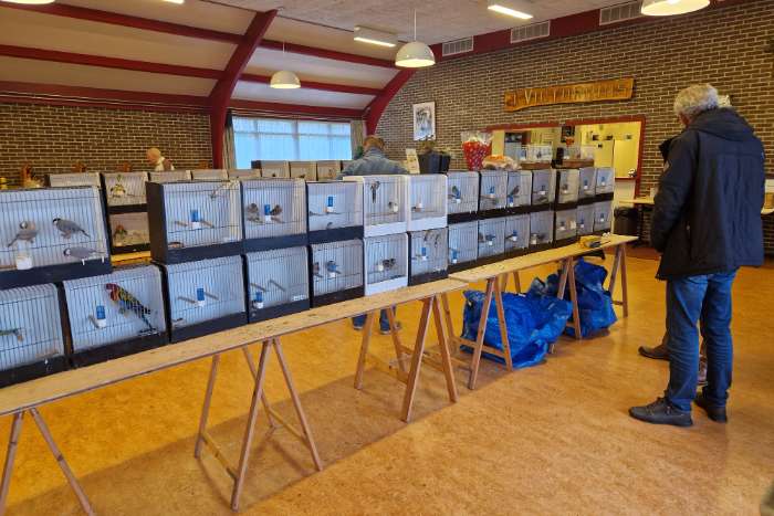 vogelruilbeurs vv de kolibri noordwijkerhout 13.00 - 14.30 uur