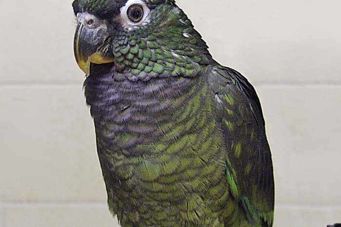 pionus maximilien