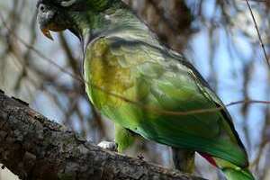 pionus maximilien