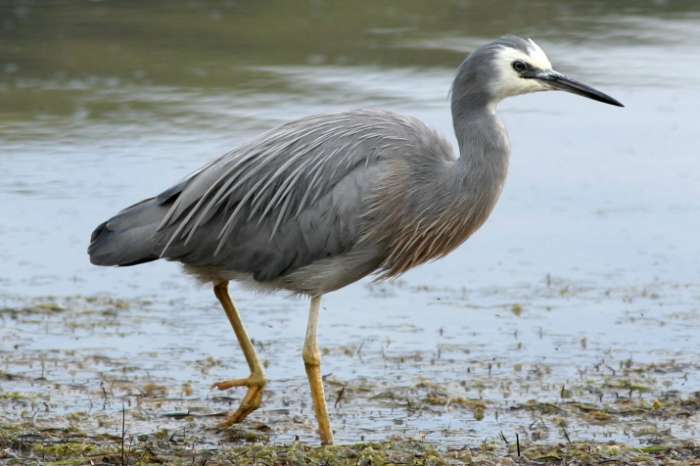 searching for 1 male of egretta novaehollandiae