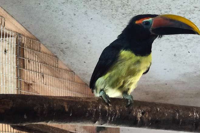 pteroglossus viridis