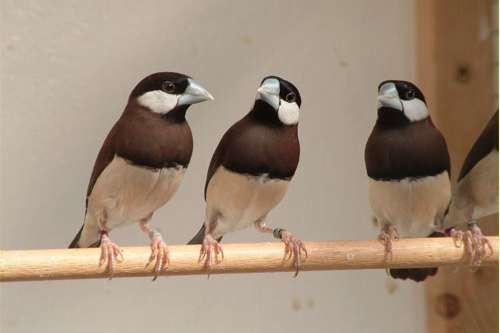 lonchura fuscata , timor rijstvogels