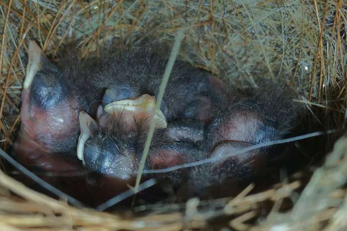 blauwborsten ek26
