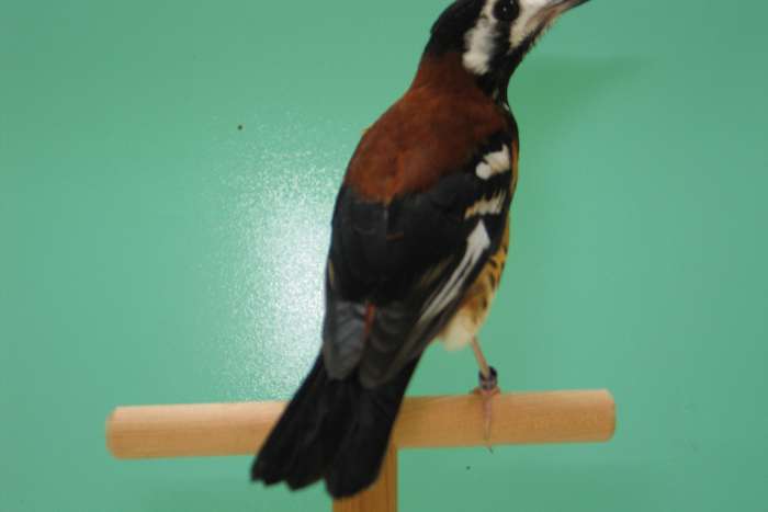 kastanjeruglijster ( zoothera dohertyi )