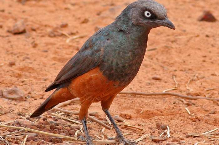 lamprotornis pulcher (roodbuikglansspreeuw)