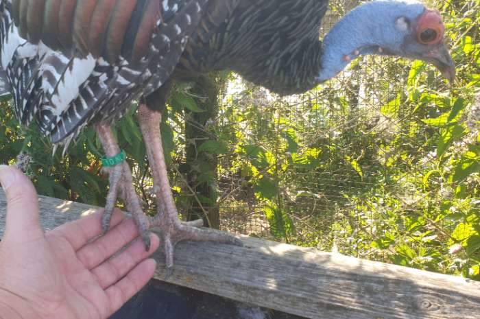 pauwkalkoen/honduraskalkoen/meleagris ocellata/