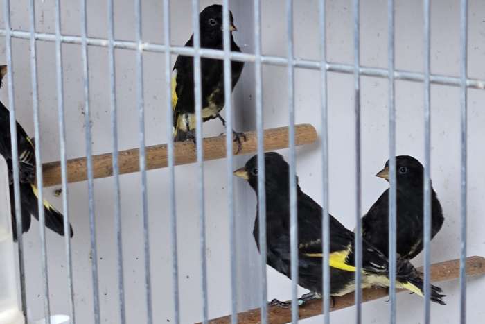 zwarte sijzen poppen
