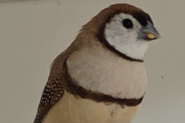 bichenow astrilde