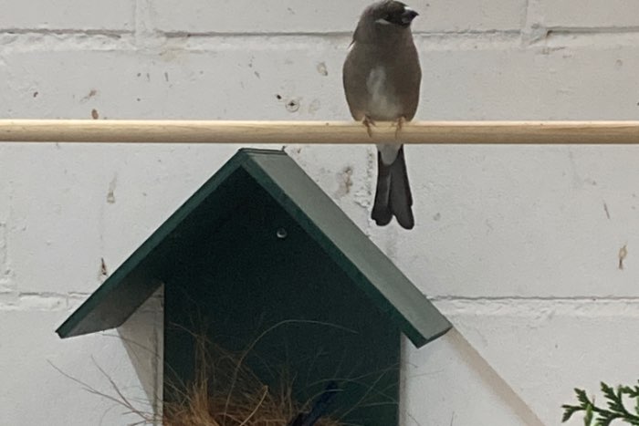 prijs verlaagd - nepalgoudvinken (p. nipalensis)