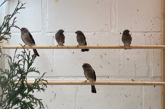 prijs verlaagd - nepalgoudvinken (p. nipalensis)