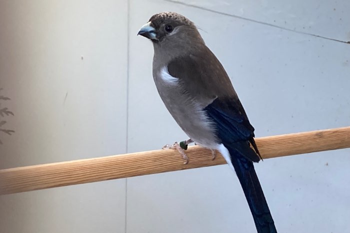 prijs verlaagd - nepalgoudvinken (p. nipalensis)