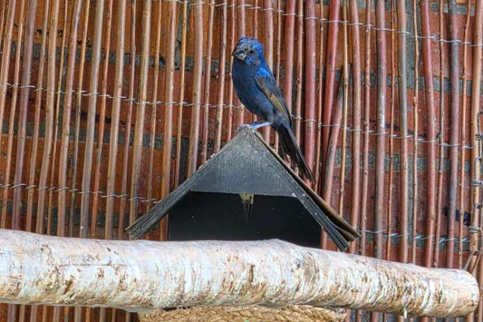 braziliaanse blauwe bisschop man