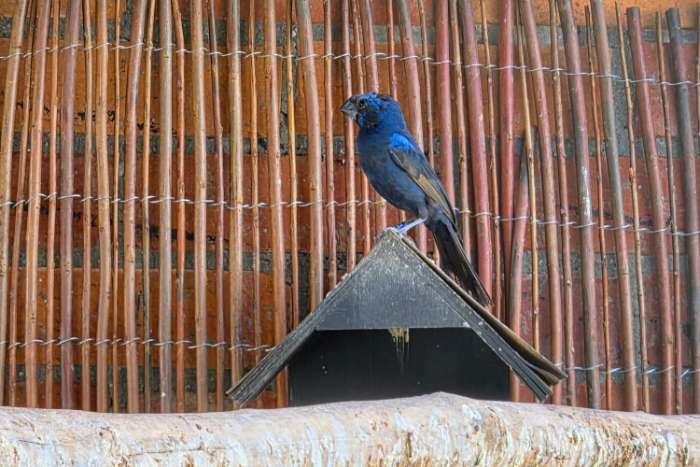 braziliaanse blauwe bisschop man