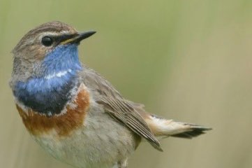 blauwborst koppel gezocht