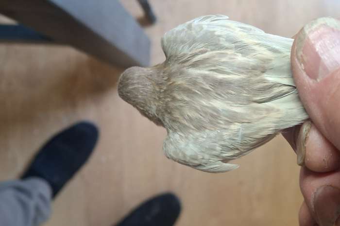 enkele overjarige kanaries te koop