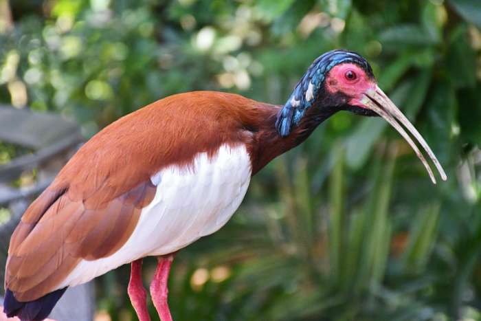 madagascar ibis