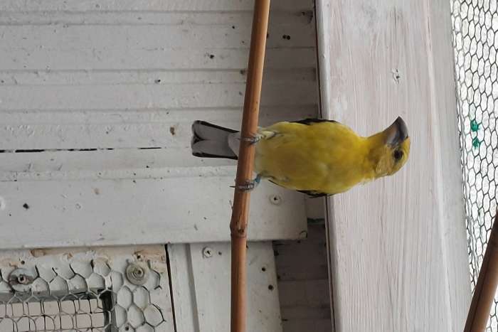 1.0 gele kernbijter 2026