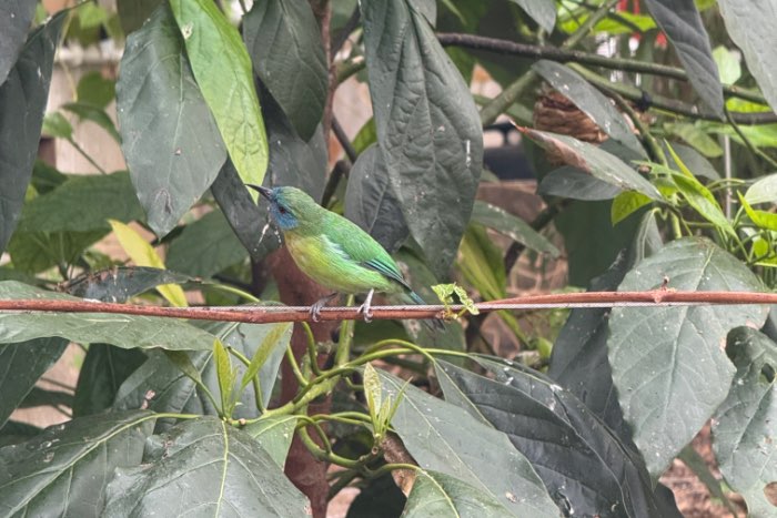 chloropsis venusta