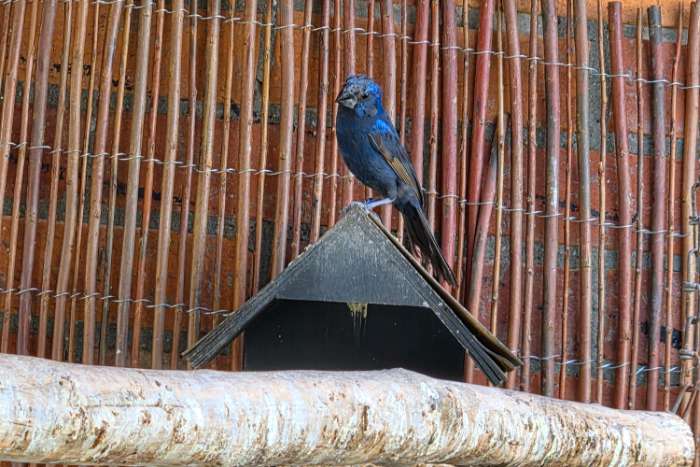 braziliaanse blauwe bisschop man