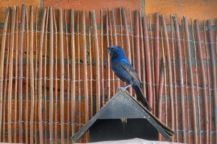 braziliaanse blauwe bisschop man