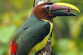 groene aracaris