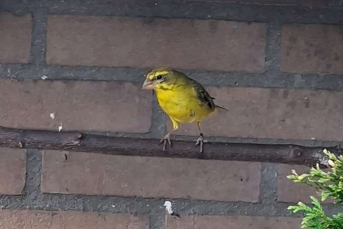 4 dikbekcini's gele ondersoort sharpii