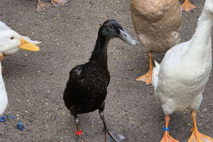 indische loopeenden vrouwen