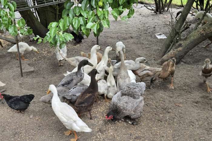 indische loopeenden woerden