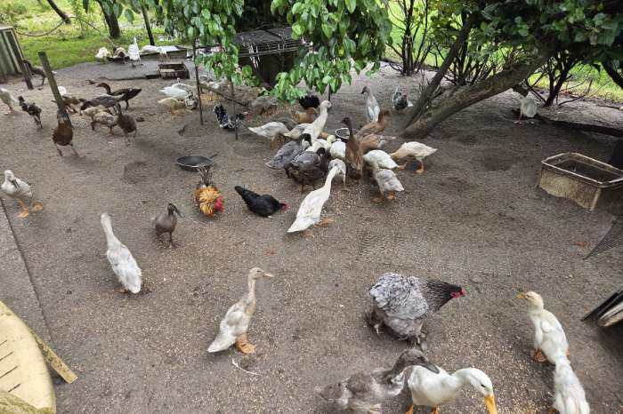 indische loopeenden woerden