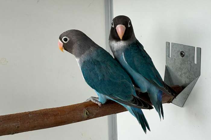 agapornis nigrigenis 2026 – blauw serie