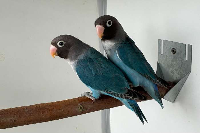 agapornis nigrigenis 2026 – blauw serie
