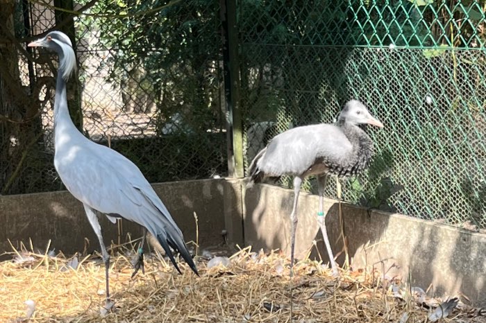 juffer kraanvogels