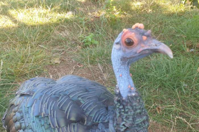 pauwkalkoen/honduraskalkoen/meleagris ocellata/